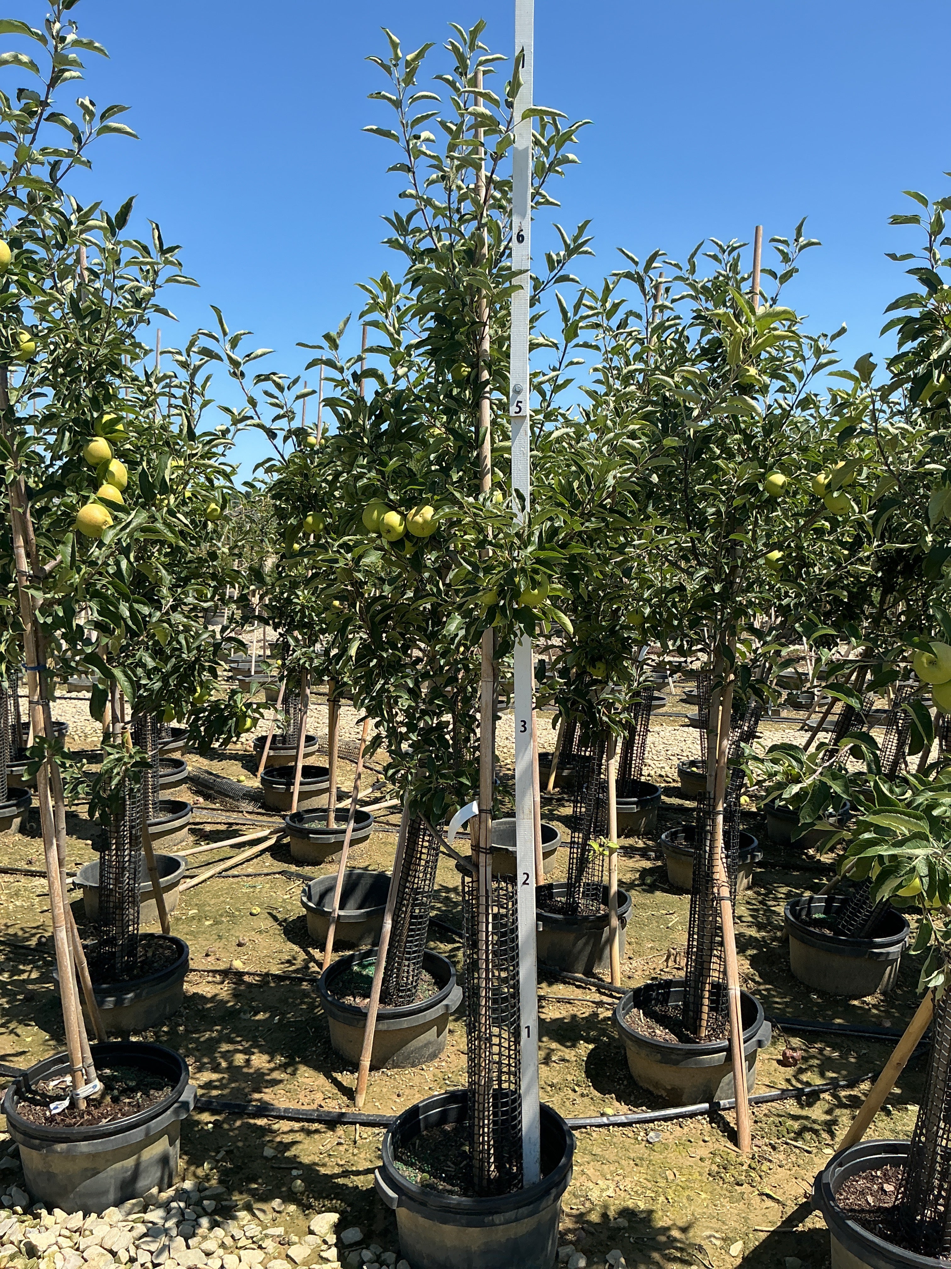 Malus 'Fruit Gold. Sentinel Columnar'