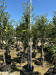 Malus 'Fruit Gold. Sentinel Columnar'