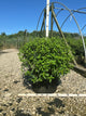 Hydrangea paniculata 'Bobo'