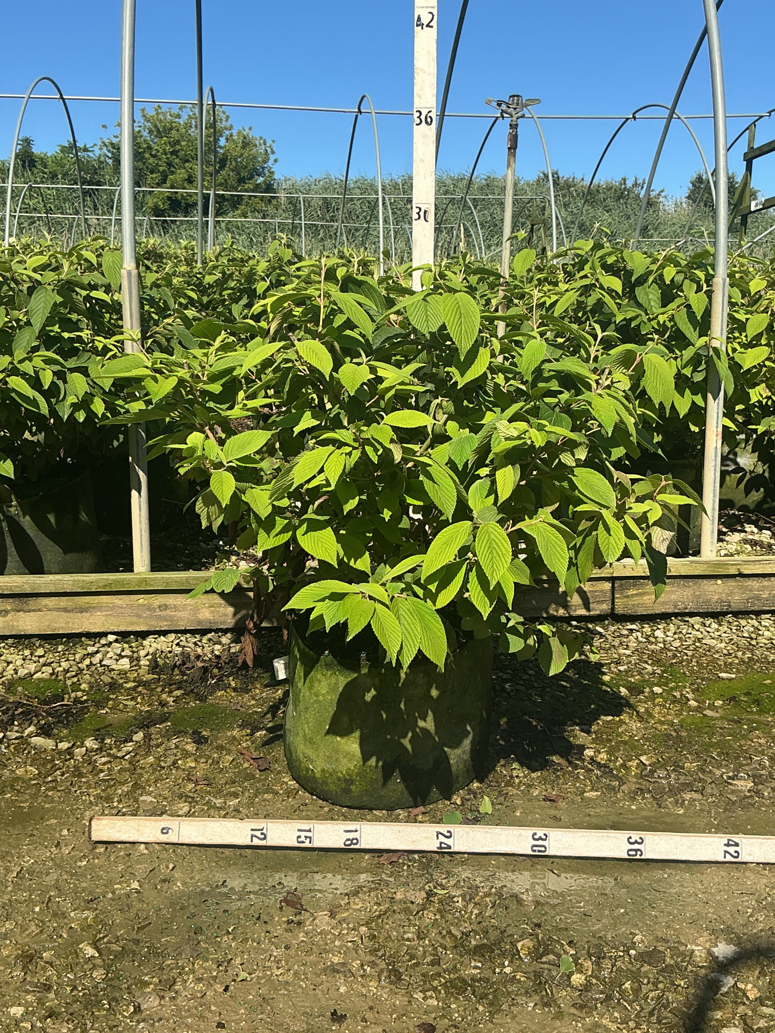 Viburnum plicatum 'Mariesii'