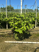 Viburnum plicatum 'Mariesii'