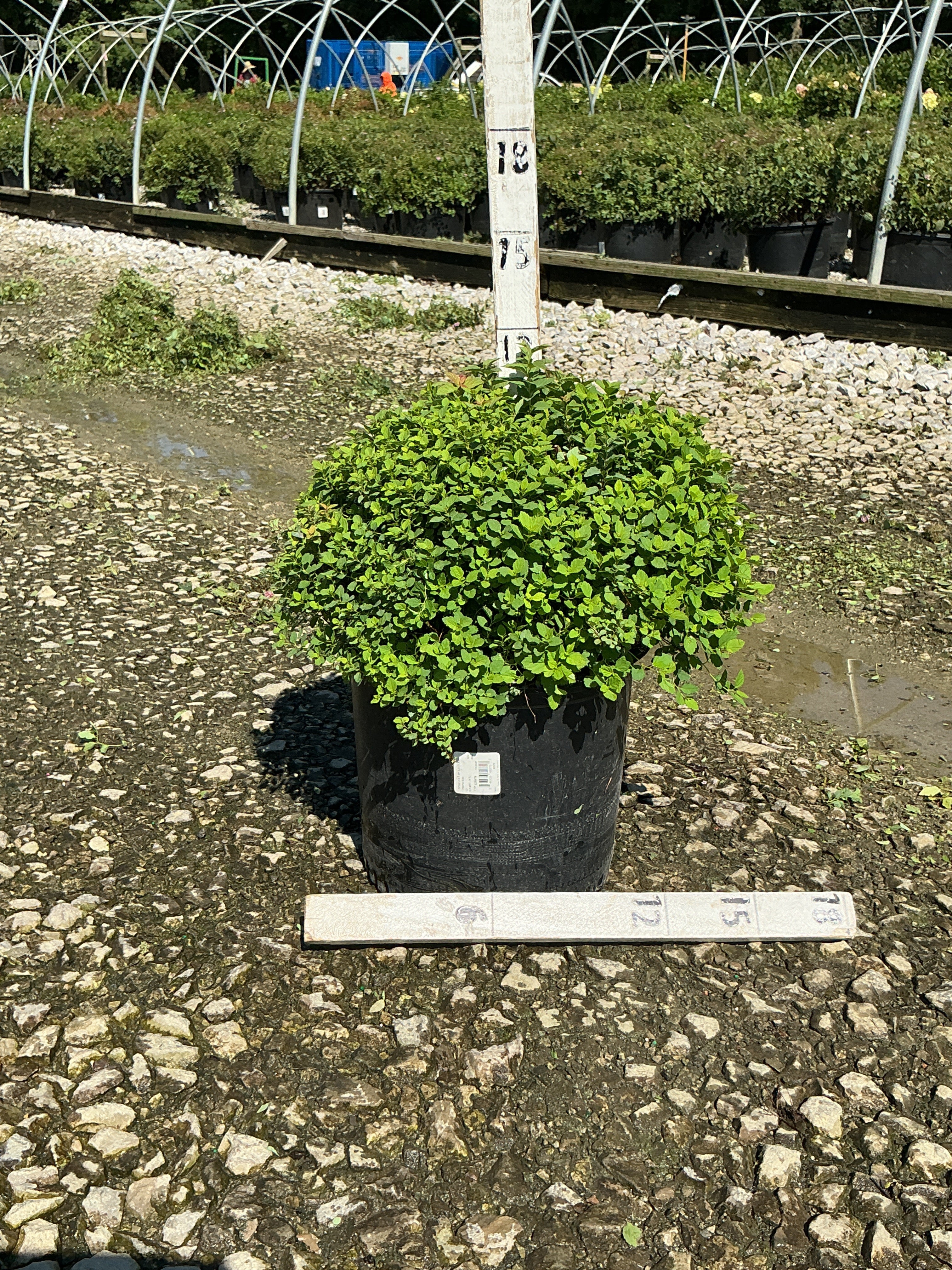 Spiraea japonica 'Little Princess'