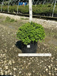 Spiraea japonica 'Little Princess'