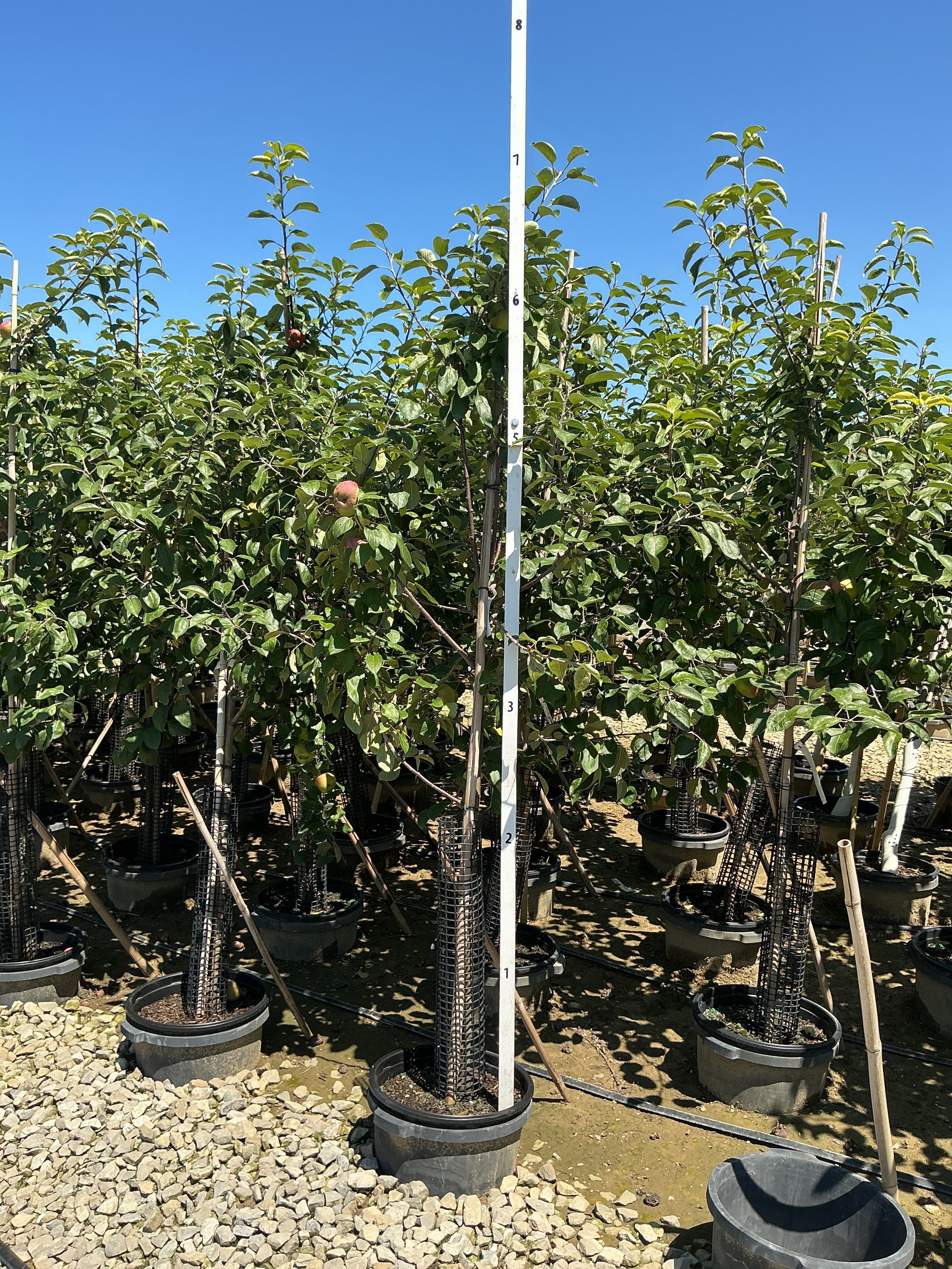 Malus 'Fruit Cortland'