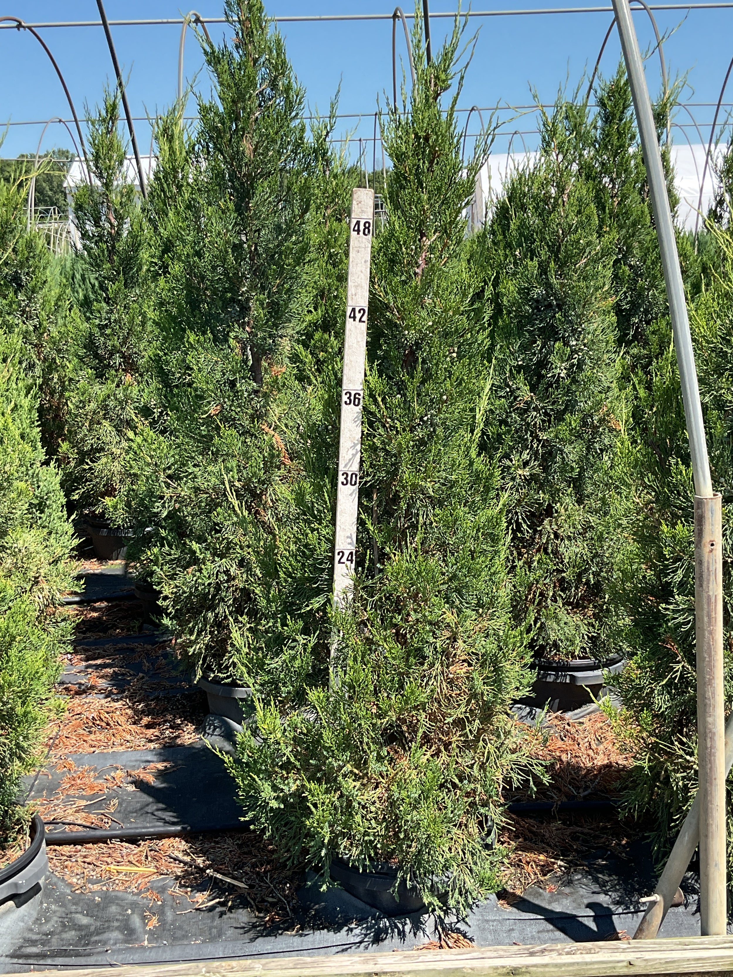 Juniperus chinensis 'Hetzii Columnaris'