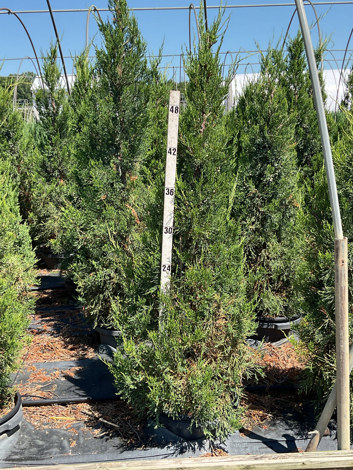Juniperus chinensis 'Hetzii Columnaris'