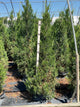 Juniperus chinensis 'Hetzii Columnaris'