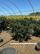 Ilex x meserveae 'Royal Family'