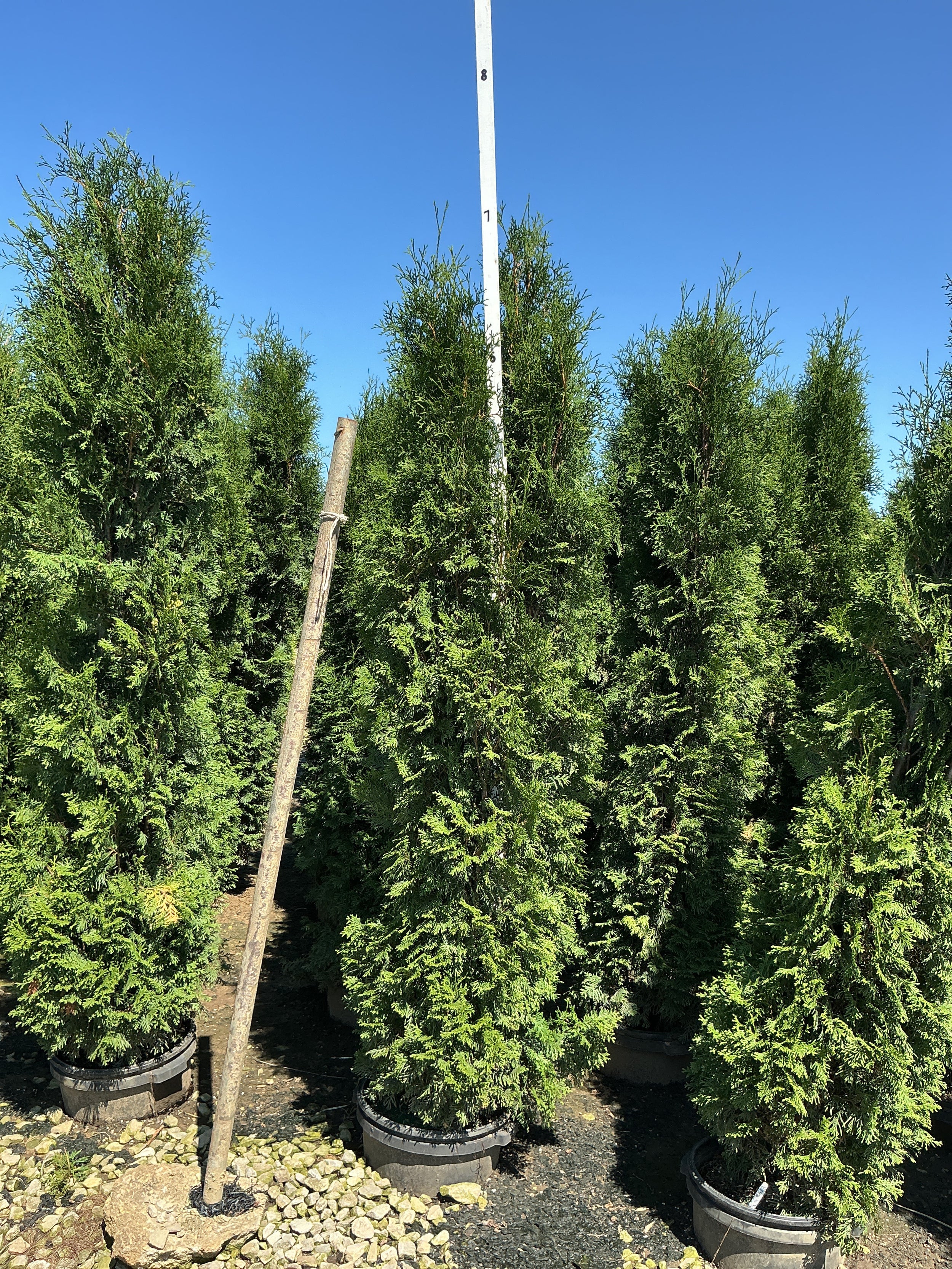 Thuja occidentalis 'Thin Man'