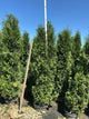 Thuja occidentalis 'Thin Man'