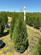Thuja occidentalis 'Smaragd'