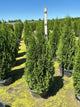 Thuja occidentalis 'Smaragd'