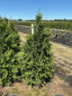 Thuja plicata 'Green Giant'