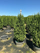 Thuja occidentalis 'Degroots Spire'