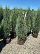 Juniperus scopulorum 'Skyrocket'