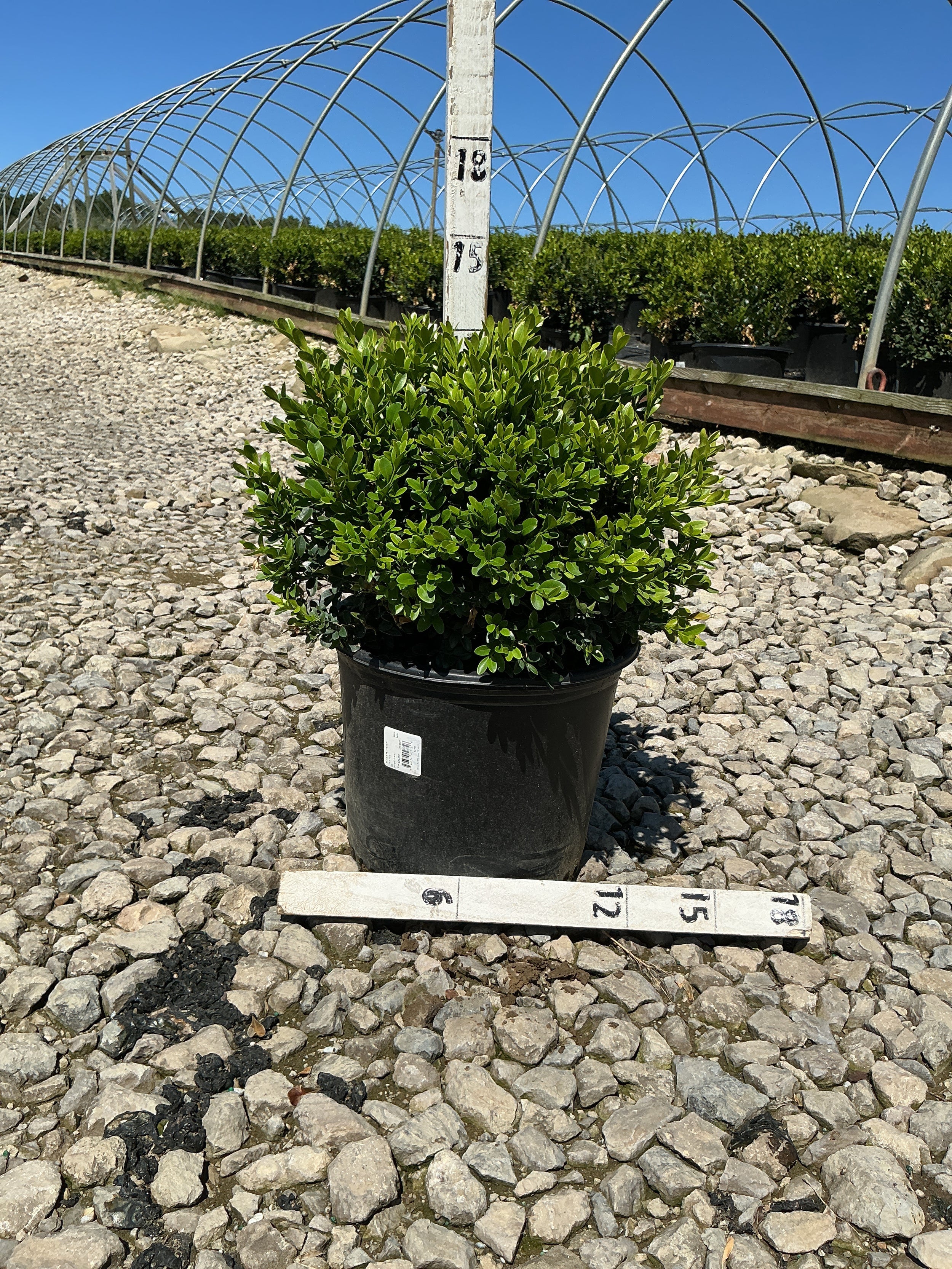 Buxus microphylla 'Green Velvet'