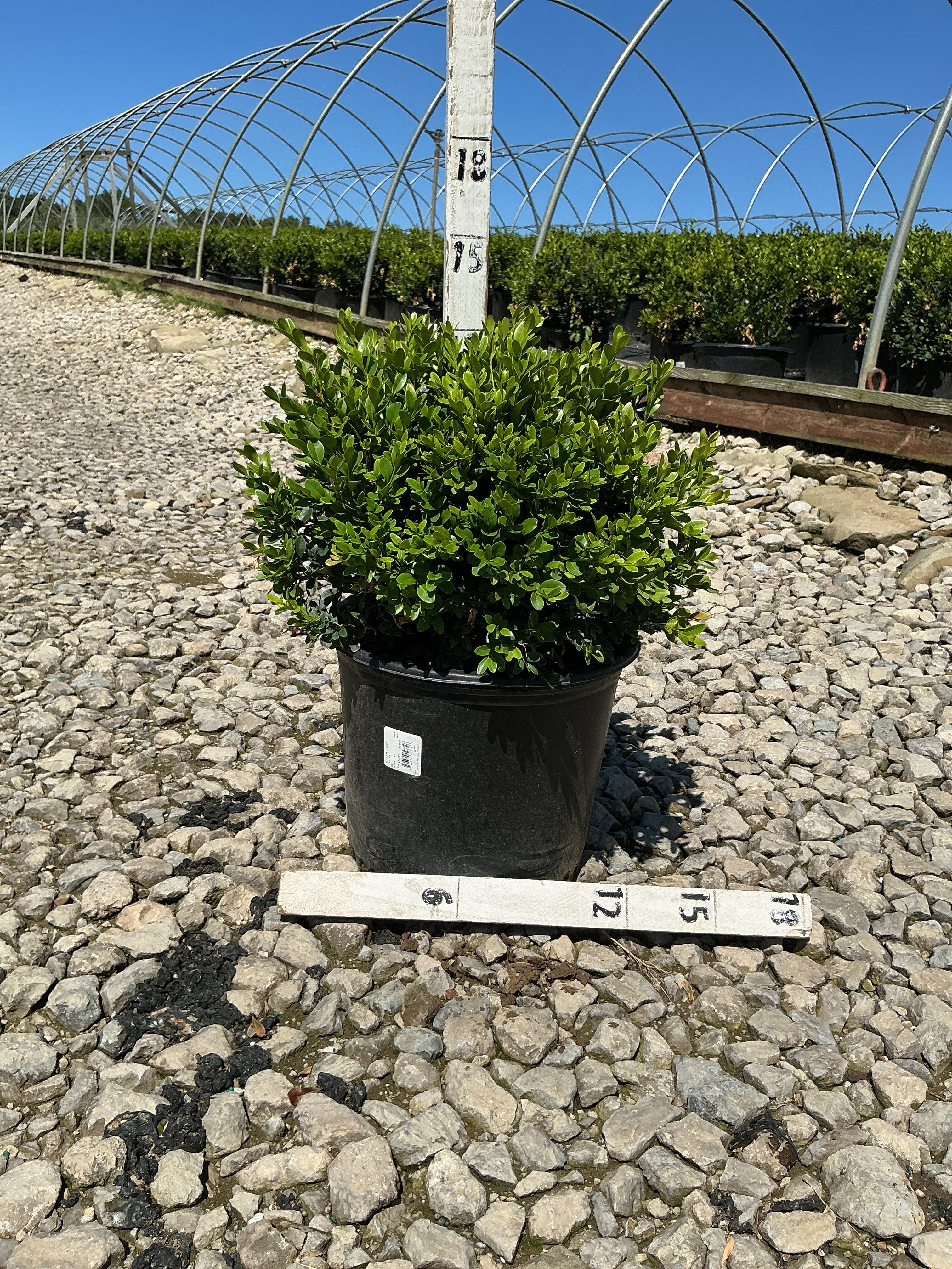 Buxus microphylla 'Green Velvet'