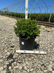 Buxus microphylla 'Green Velvet'