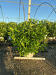 Hydrangea paniculata 'Zwijnenburg'