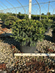 Taxus baccata 'Repandens'