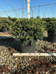 Taxus baccata 'Repandens'