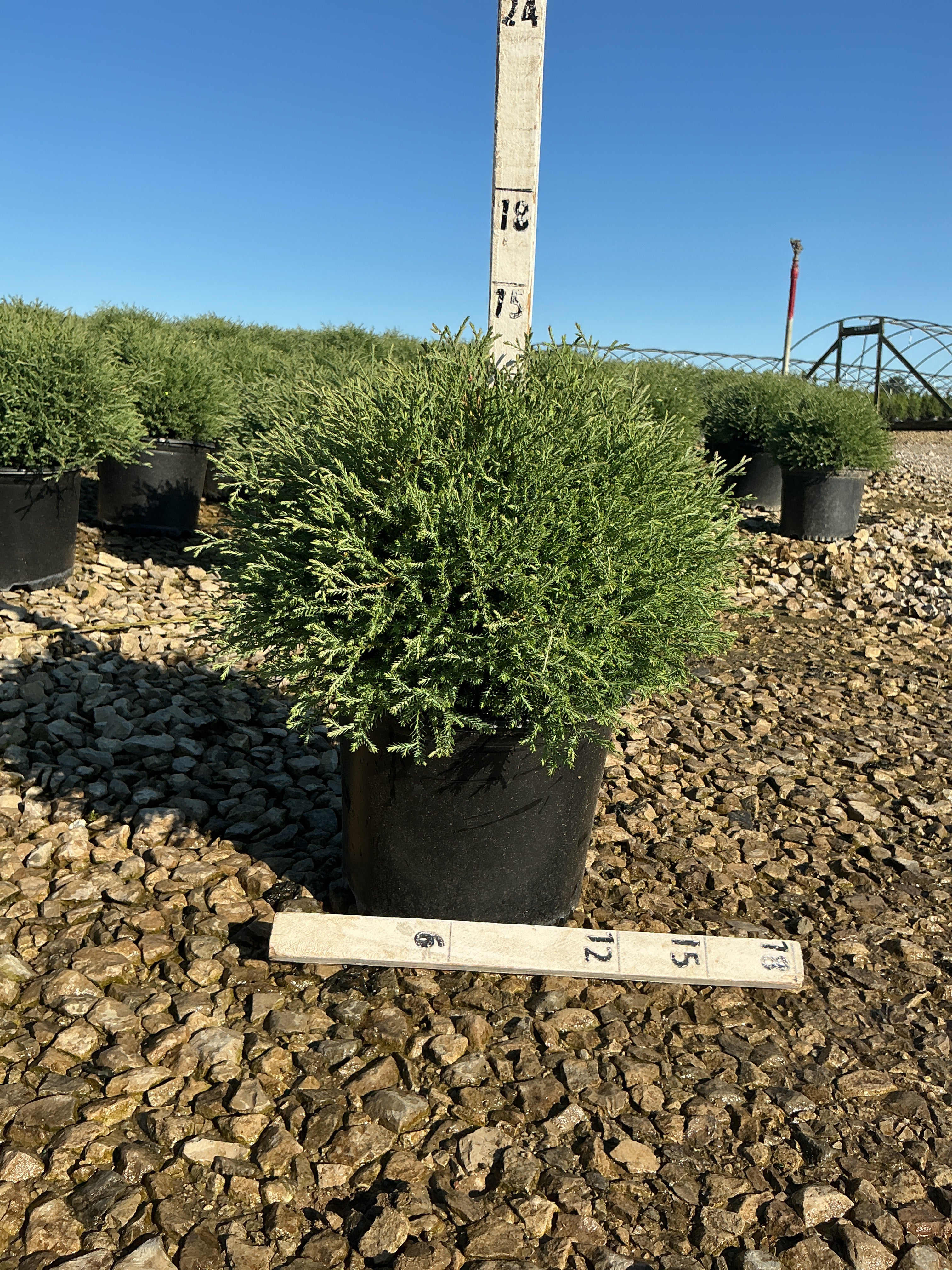 Thuja occidentalis 'Bobazam'