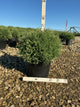 Thuja occidentalis 'Bobazam'