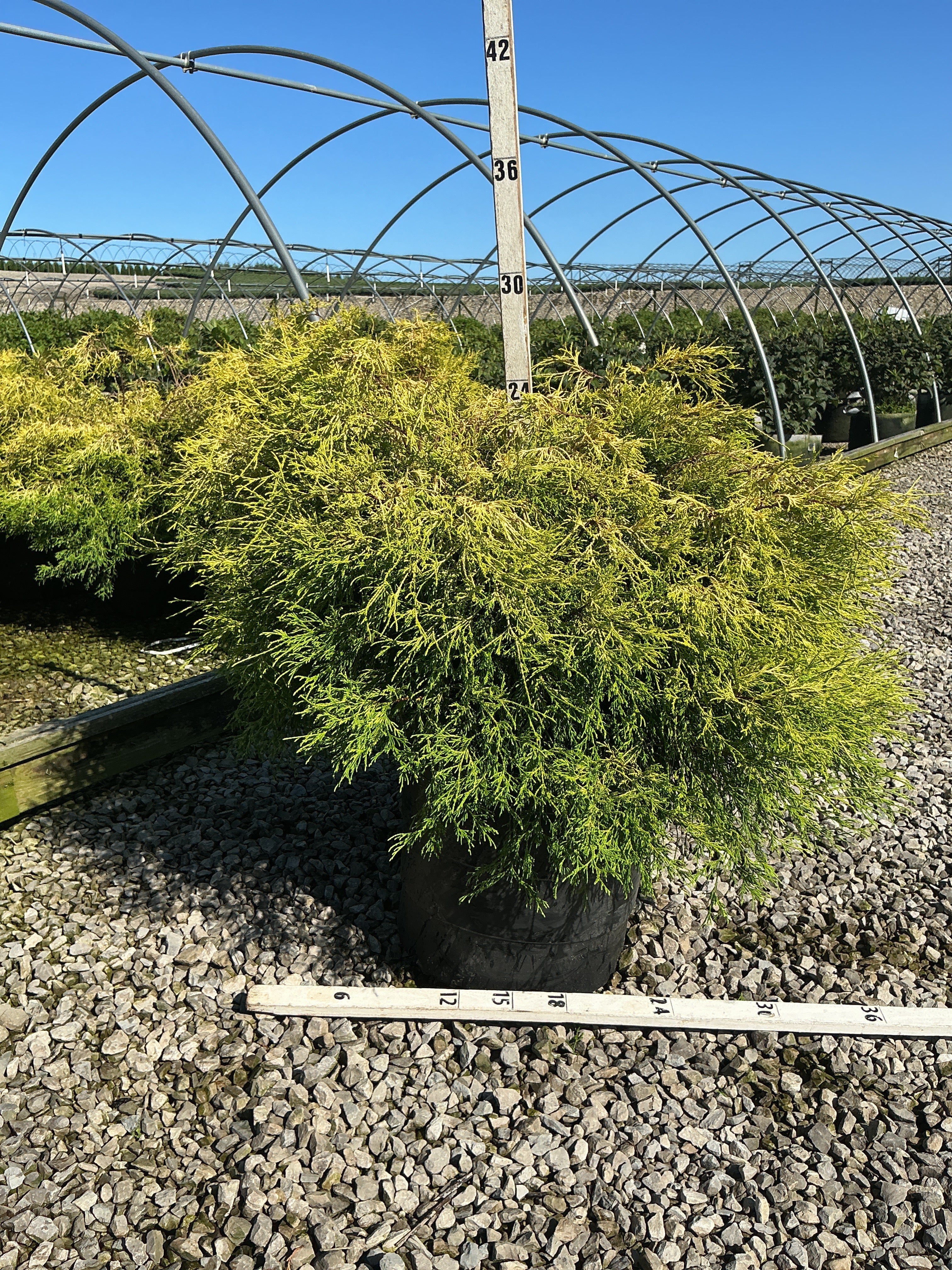 Chamaecyparis pisifera 'Mops'
