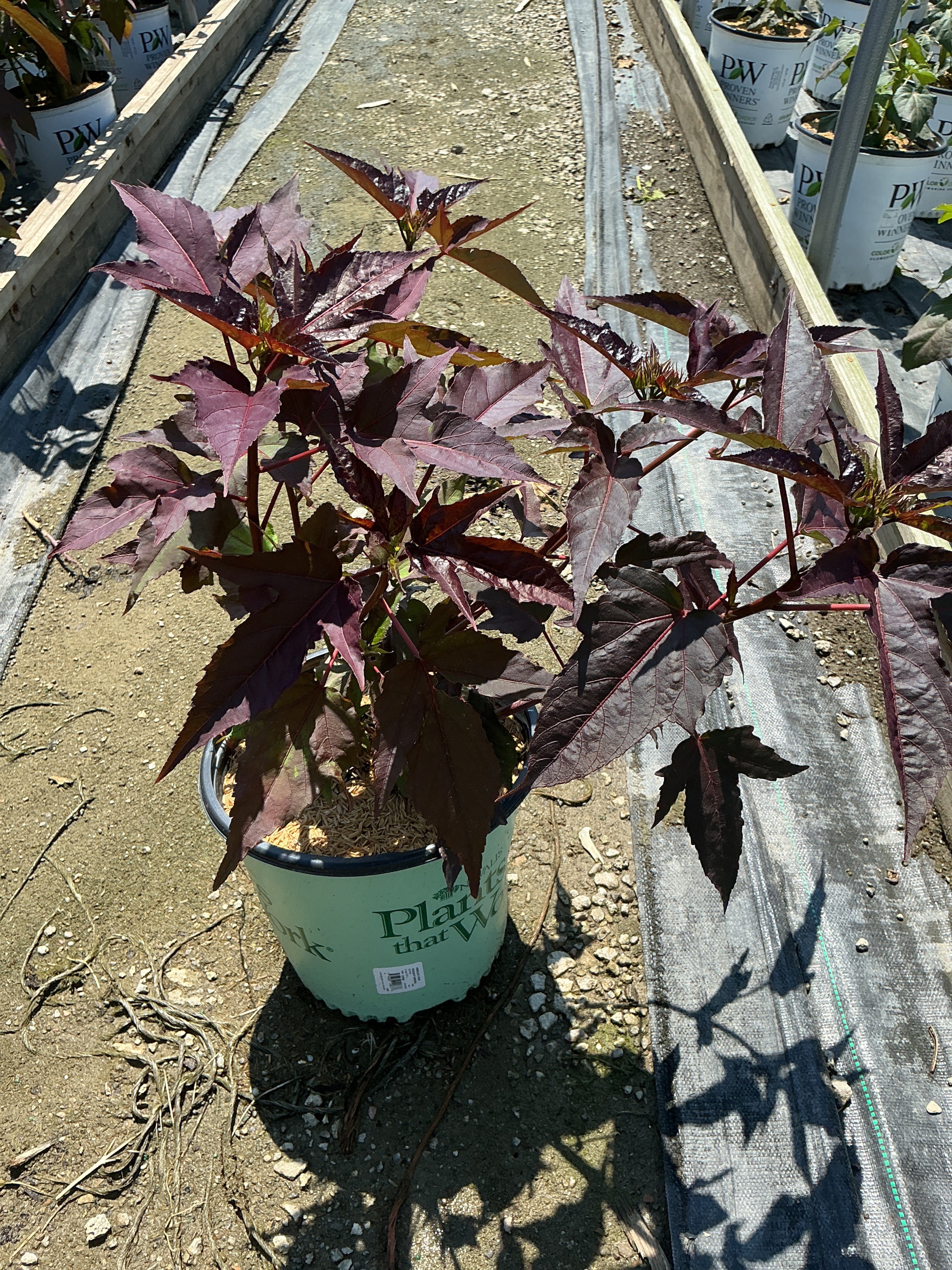 Hibiscus moscheutos 'Midnight Marvel'