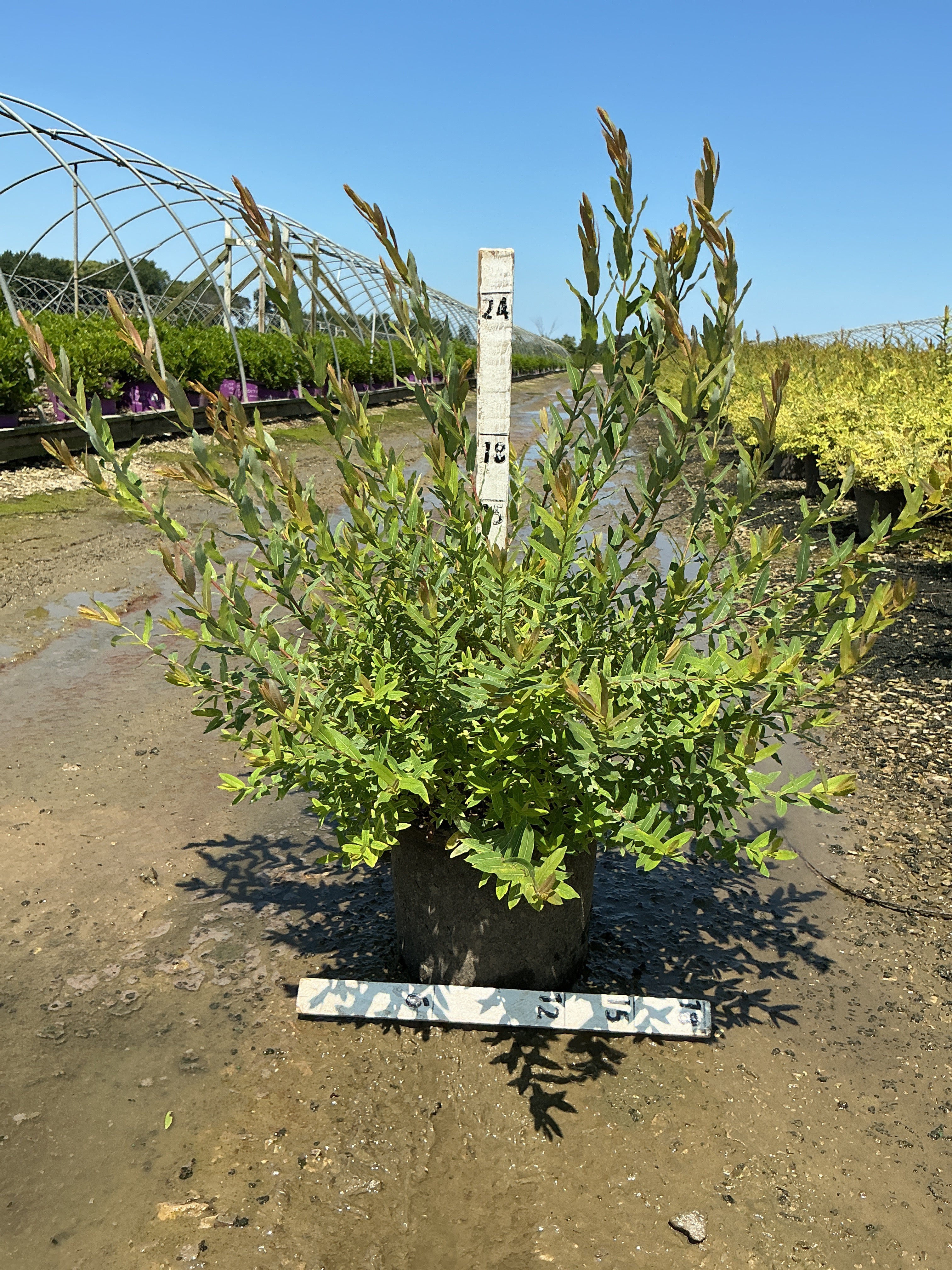 Salix integra 'Hakuro Nishiki'