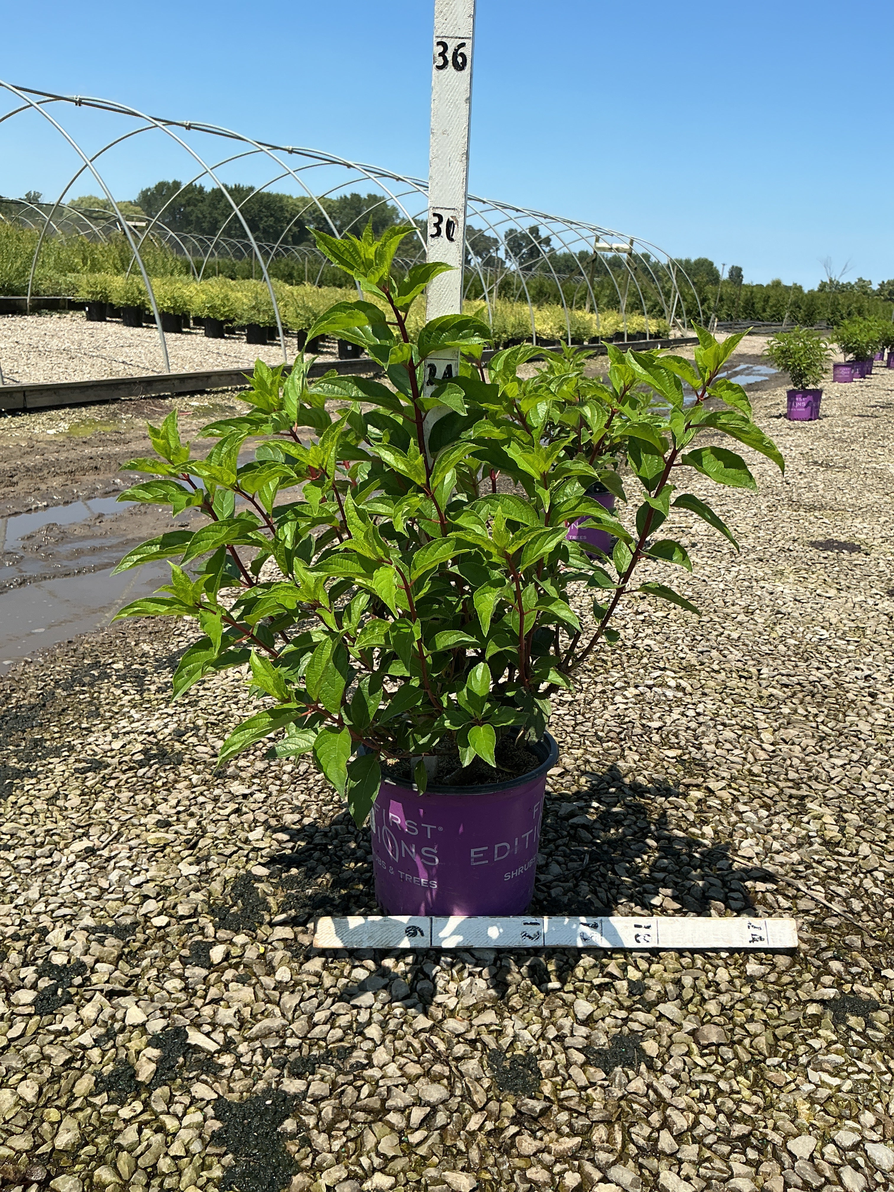 Hydrangea paniculata 'Renhy'