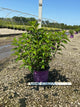 Hydrangea paniculata 'Renhy'