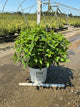 Hydrangea 'P Fire Light'