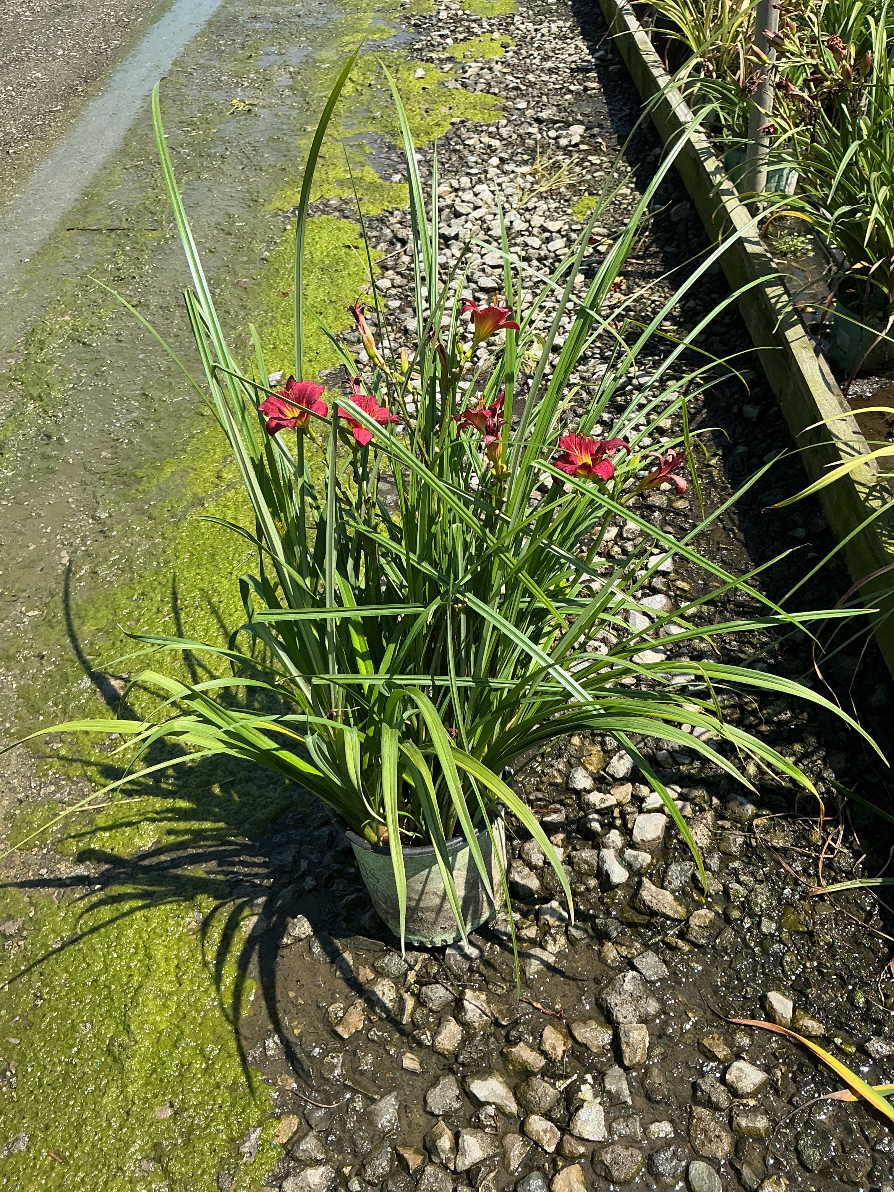 Hemerocallis double 'Pardon Me'
