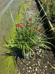 Hemerocallis double 'Pardon Me'