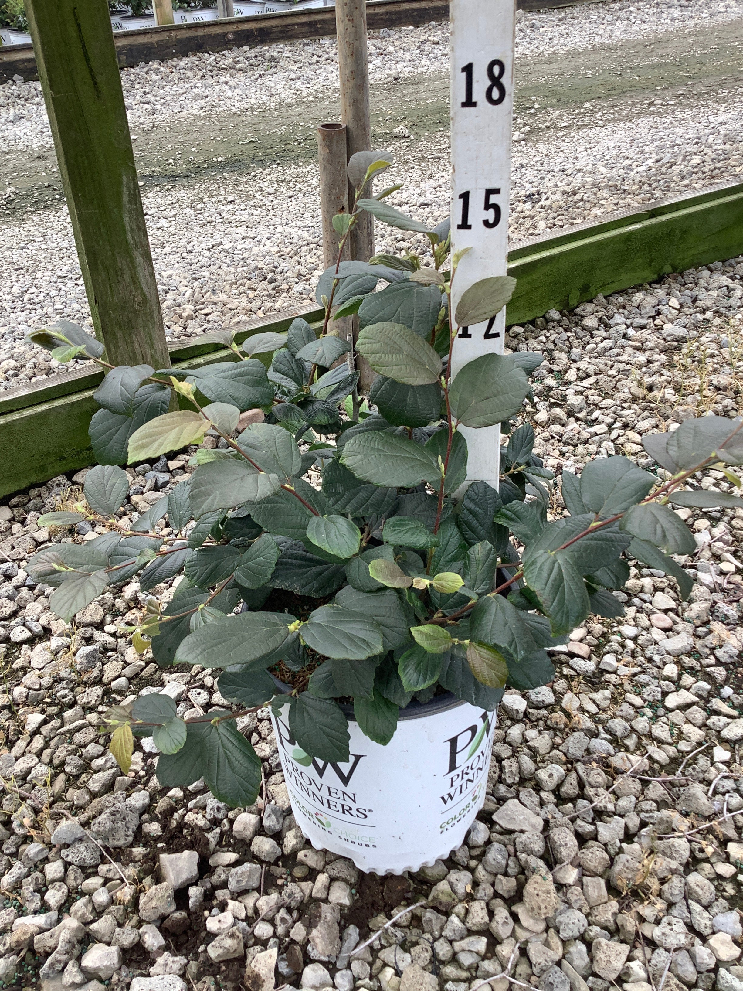 Fothergilla x intermedia 'Legend Of The Fall'