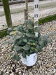 Fothergilla x intermedia 'Legend Of The Fall'