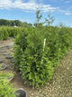 Thuja plicata 'Green Giant'