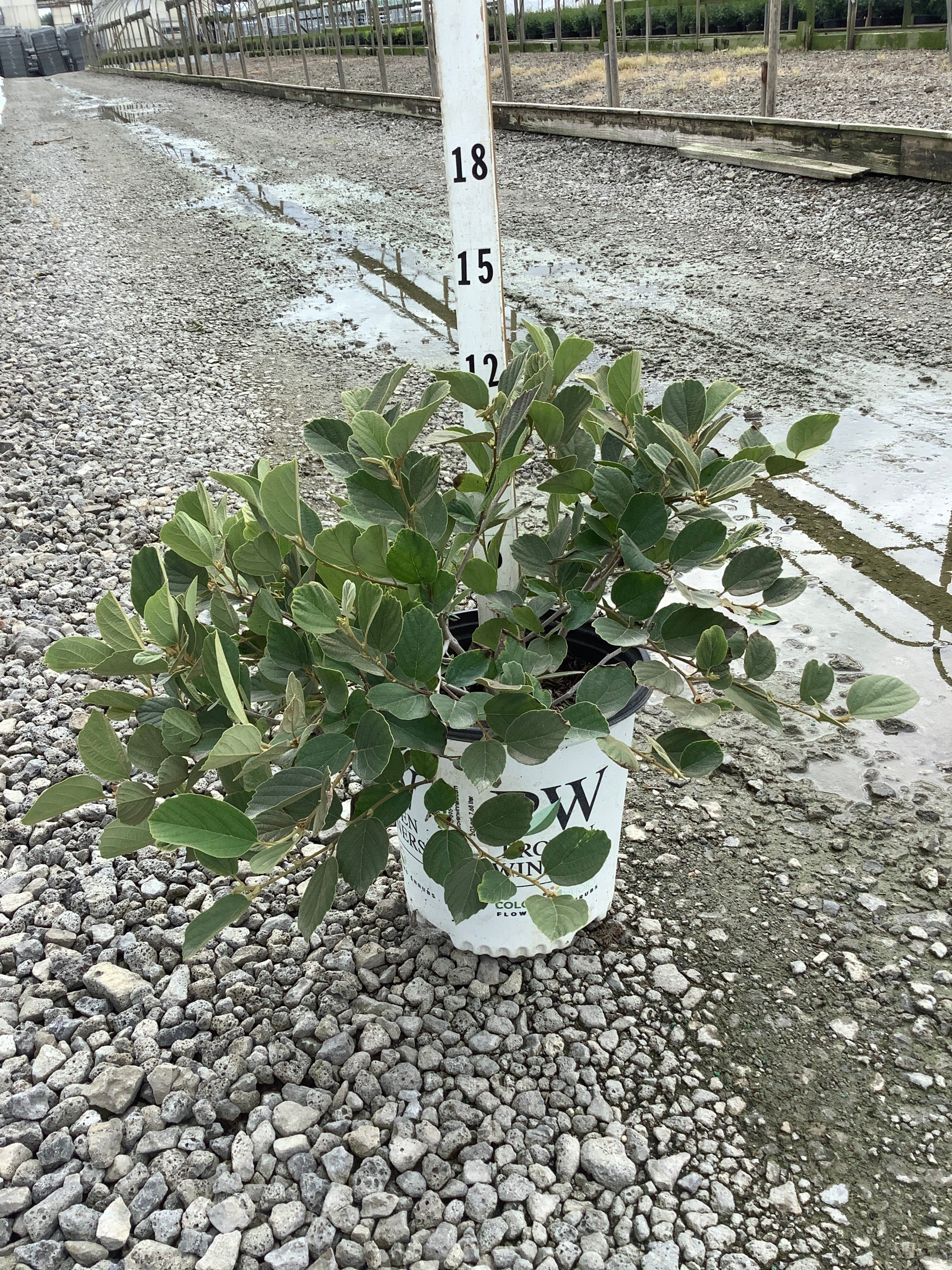 Fothergilla x intermedia 'Legend Of The Small'