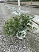 Fothergilla x intermedia 'Legend Of The Small'