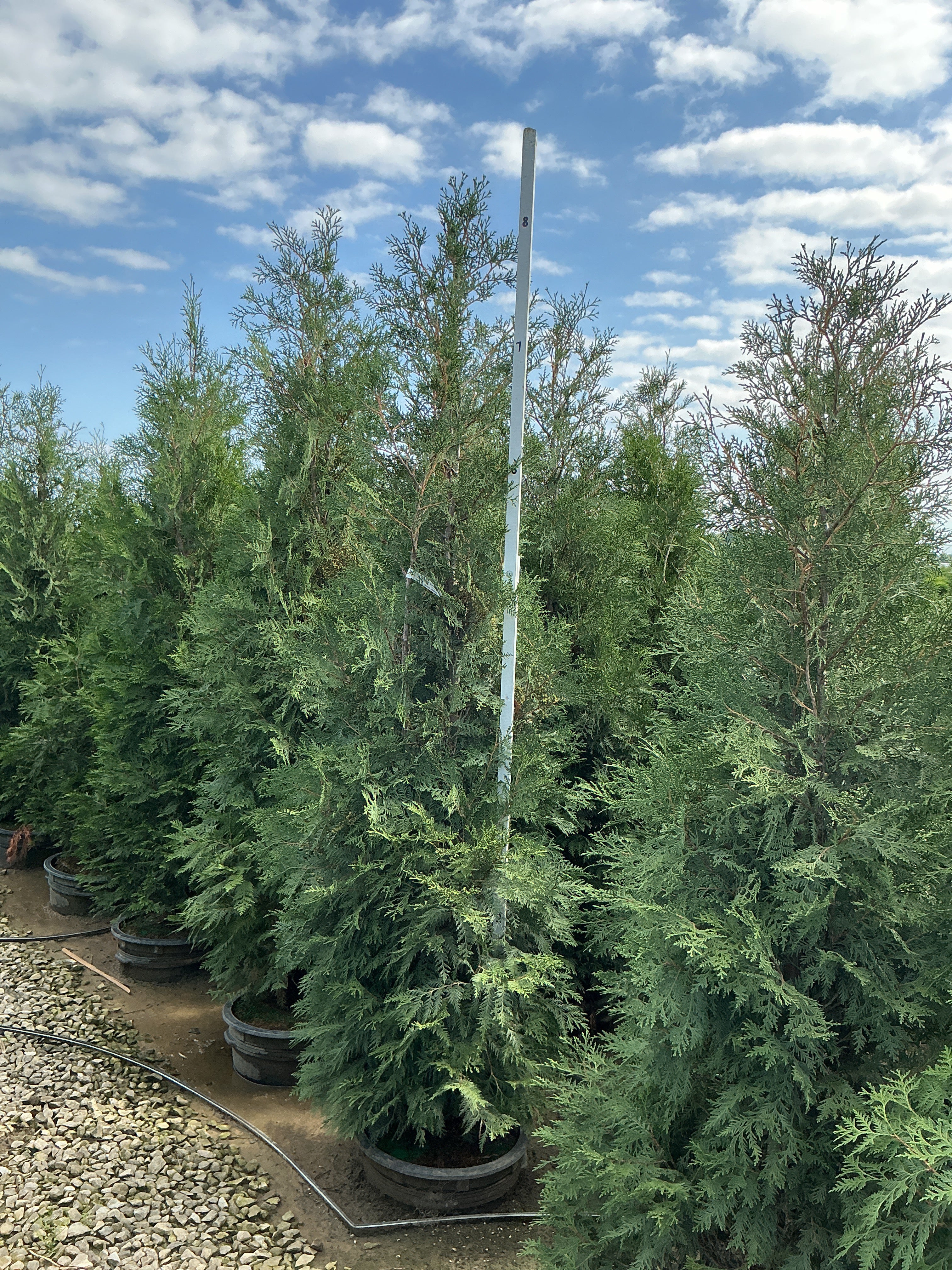 Thuja occidentalis 'Wintergreen'