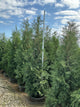 Thuja occidentalis 'Wintergreen'