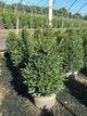 Buxus microphylla 'Green Mountain'