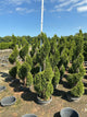 Thuja occidentalis 'Smaragd'