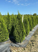 Thuja occidentalis 'Smaragd'