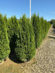 Thuja occidentalis 'Smaragd'