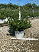 Aronia 'Low Scape Mound'