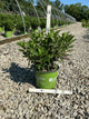 Hydrangea 'P Early Evolution'