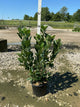 Aronia melanocarpa 'Viking'