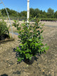 Aronia arbutifolia 'Brilliantissima'